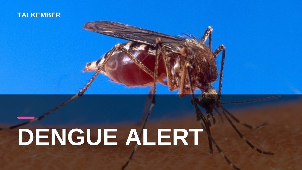 Close-up of an Aedes aegypti mosquito, the species that spreads dengue, feeding on human skin (file photo)