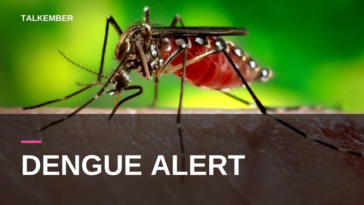 Close-up of an Aedes aegypti mosquito, the species that spreads dengue, feeding on human skin (file photo, 2006)
